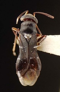Pilophorus typicus, AMNH PBI00095526