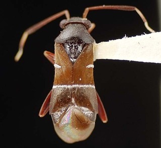 Pilophorus uhleri, AMNH PBI00095527