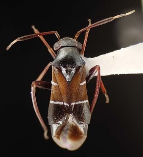 Pilophorus uhleri, AMNH PBI00095528