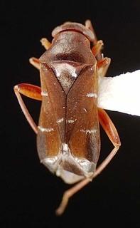 Pilophorus walshii, AMNH PBI00095532
