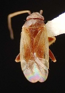 Sthenaridea rufescens, AMNH PBI00095537