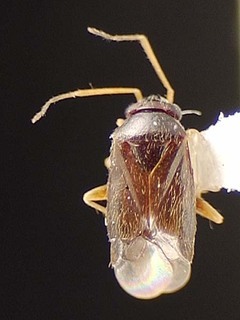 Sthenaridea vulgaris, AMNH PBI00095543