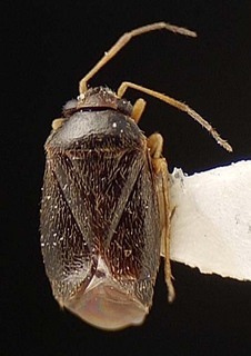 Sthenaridea vulgaris, AMNH PBI00095544