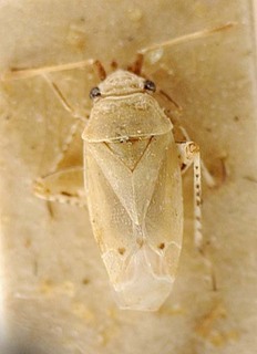Camptotylus meyeri, AMNH PBI00095651