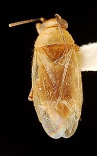 Campylomma biak, AMNH PBI00095677