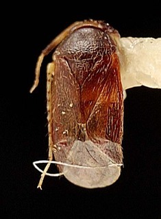 Campylomma boharti, AMNH PBI00095678