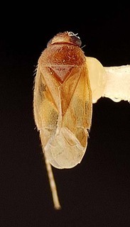 Campylomma boharti, AMNH PBI00095679