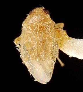 Campylomma eniwetok, AMNH PBI00095708