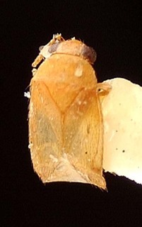 Campylomma irianica, AMNH PBI00095715