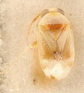 Campylomma leptadeniae, AMNH PBI00095691