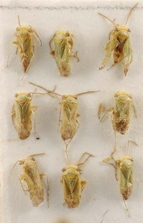 Eurycranella geocoriceps, AMNH PBI00095650