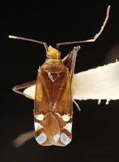 Macrotylus sexguttatus, AMNH PBI00095620