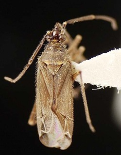 Macrotylus tristis, AMNH PBI00095621