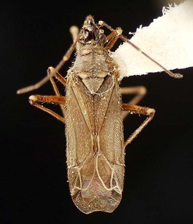 Macrotylus tristis, AMNH PBI00095622