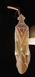 Acrorrhinium monticola, AMNH PBI00096073