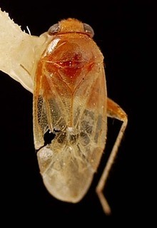 Campylomma kraussi, AMNH PBI00095716