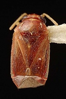 Campylomma lindbergi, AMNH PBI00095717