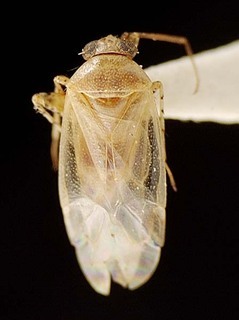 Campylomma luzonica, AMNH PBI00095724