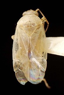 Campylomma luzonica, AMNH PBI00095725