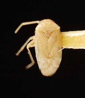 Campylomma minuenda, AMNH PBI00095732