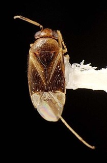 Campylomma novocaledonica, AMNH PBI00095741