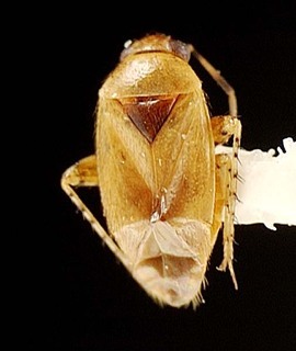 Campylomma novocaledonica, AMNH PBI00095742