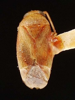 Campylomma tinctipennis, AMNH PBI00095749