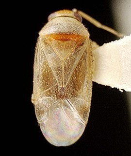 Campylomma verbasci, AMNH PBI00095755