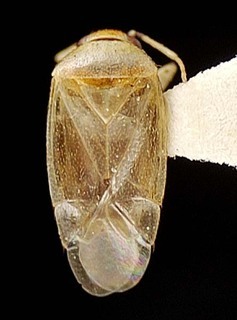 Campylomma verbasci, AMNH PBI00095756