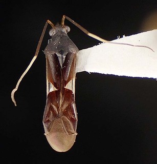 Diocoris triangulifer, AMNH PBI00096046