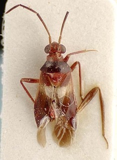 Glaphyrocoris lunigerus, AMNH PBI00096050