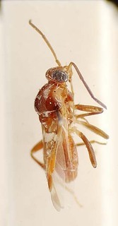 Glaphyrocoris nigeriensis, AMNH PBI00096051