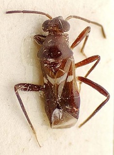 Glaphyrocoris v-albus, AMNH PBI00096053