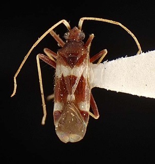 Hallodapus albofasciatus, AMNH PBI00096054