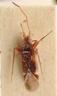 Hallodapus basilewskyi, AMNH PBI00096056