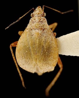 Hoplomachidea consors, AMNH PBI00095781