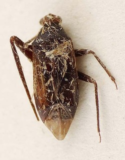 Bibundiella nigrinus, AMNH PBI00096092