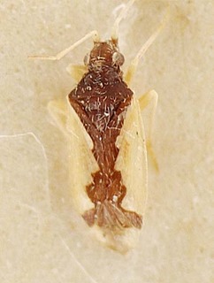 Hallodapus jocosus, AMNH PBI00096098