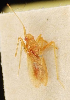 Hallodapus monticolus, AMNH PBI00096102