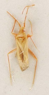 Hallodapus pseudoconcolor, AMNH PBI00096105
