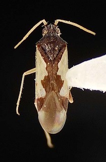 Hallodapus pseudosimilis, AMNH PBI00096106