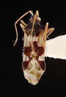 Hallodapus transvaalensis, AMNH PBI00096120