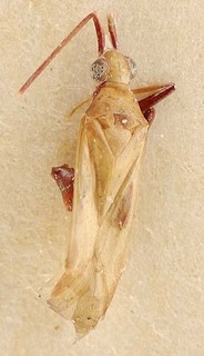 Trichophorella perlexa, AMNH PBI00096164