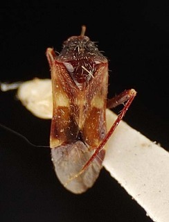Trichophthalmocapsus australis, AMNH PBI00096162