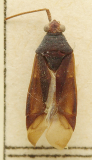 Bibundiella quadrimaculata, AMNH PBI00099677