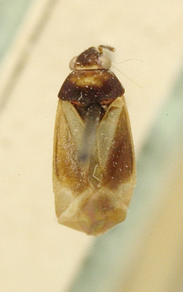 Campylomma discoidalis, AMNH PBI00099667
