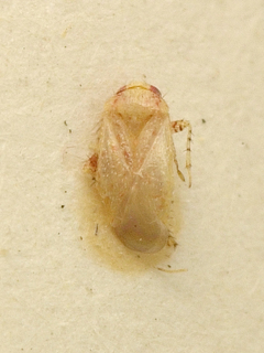 Campylomma insularis, AMNH PBI00099669