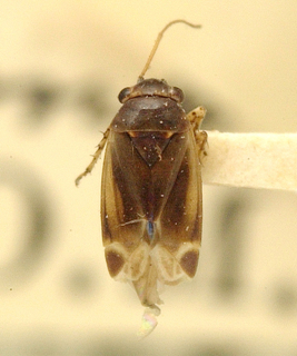 Europiella umbrina, AMNH PBI00099645