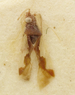 Hallodapus discoidalis, AMNH PBI00099684