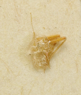 Hallodapus persimilis, AMNH PBI00099685